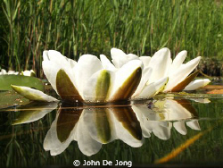 Mirror. by John De Jong 